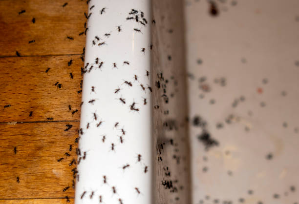 Best Emergency Pest Control  in Red Bank, TN